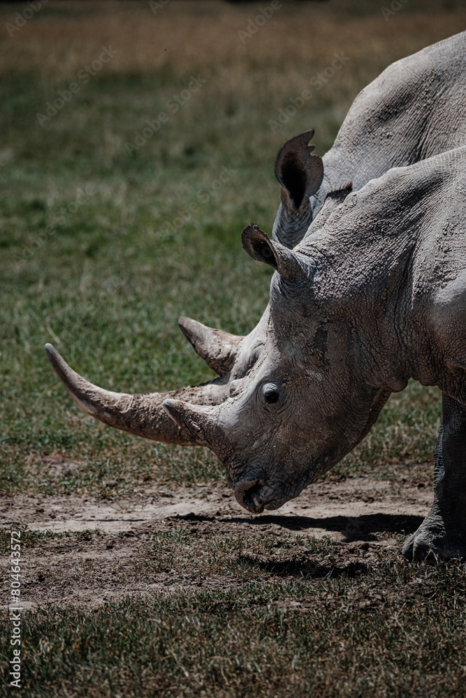 Fototapeta premium Southern white rhino in natural habitat, Ol Pejeta Conservancy