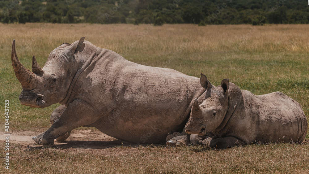 Obraz premium Southern white rhino in natural habitat, Ol Pejeta Conservancy