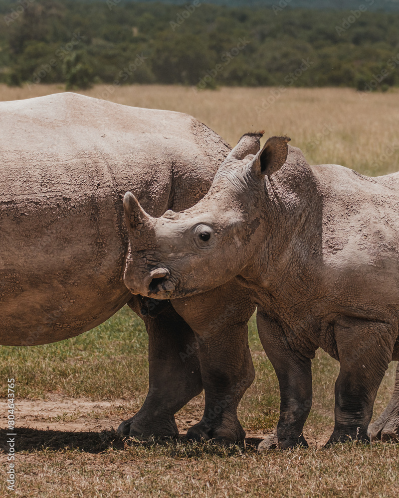 Obraz premium Southern white rhino in natural habitat, Ol Pejeta Conservancy
