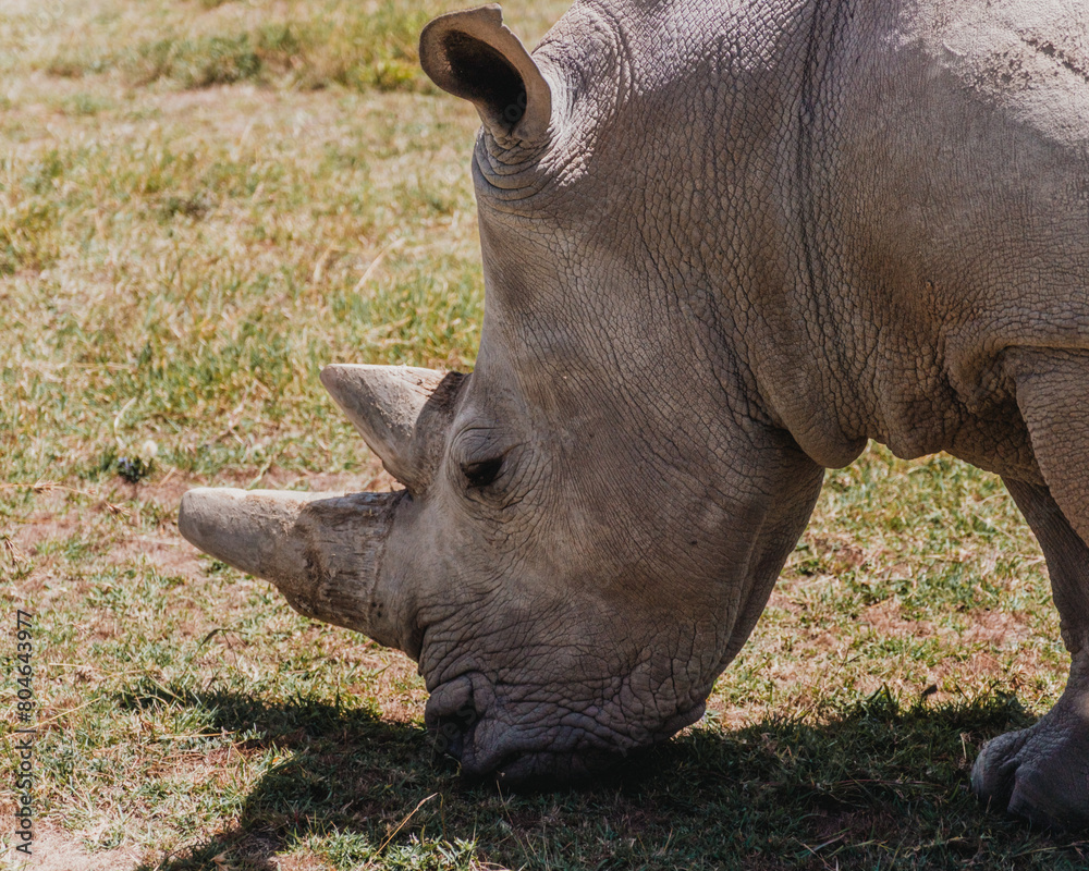 Fatu - one of the last two northern white rhinos at the Ol Pejeta Conservancy in Kenya Fatu - one of the last two northern white rhinos at the Ol Pejeta Conservancy in Kenya