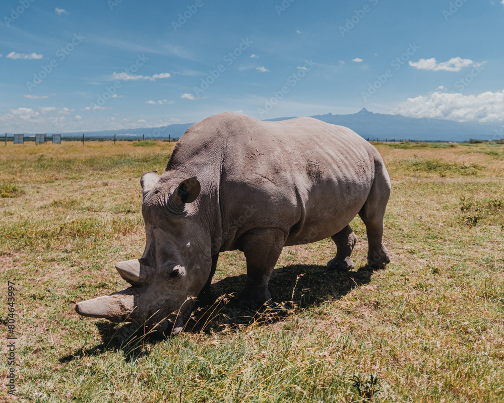 Obraz premium Last northern white rhinos grazing, Mount Kenya backdrop