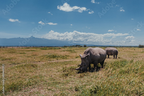 Last northern white rhinos grazing  Mount Kenya backdrop