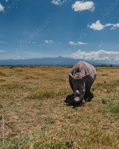Last northern white rhinos grazing  Mount Kenya backdrop