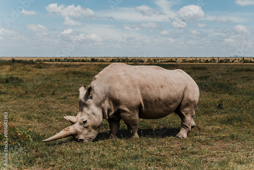 Najin one of the last two northern white rhinos at the Ol Pejeta Conservancy in Kenya
