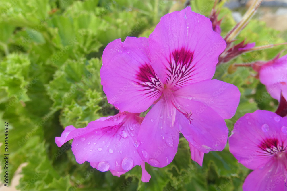 Obraz premium Geranio