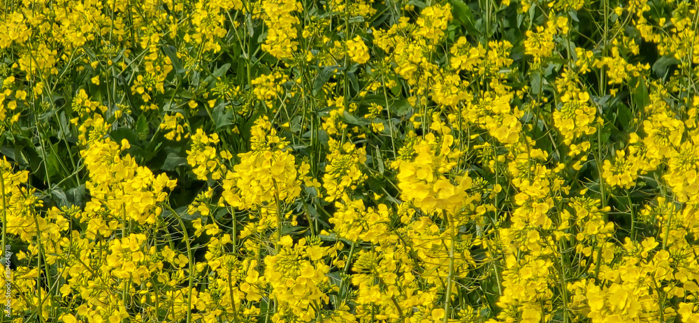 Obraz premium A rapeseed field on a sunny day