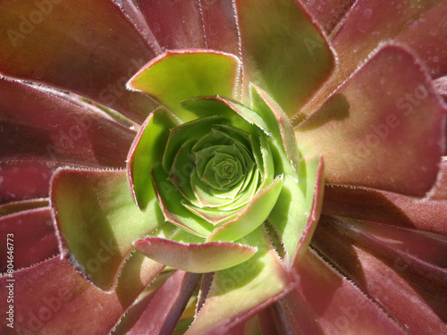 Aeonium mardi gras photo