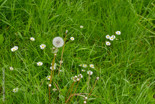 Green meadow with daisies and faded dandelions, top view