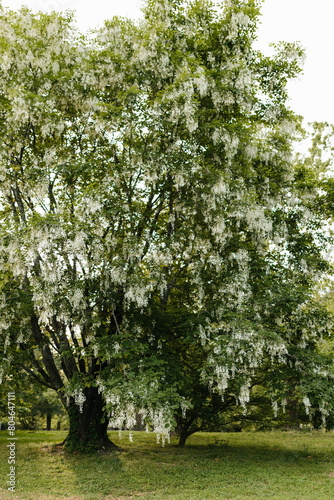 Beautiful white flowers with green leaves close-up. The American yellowwood tree is blooming in the park. Spring background. Summer landscape with trees and green meadow. Cladrastis kentuckea. Fabacea photo