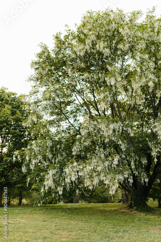 Beautiful white flowers with green leaves close-up. The American yellowwood tree is blooming in the park. Spring background. Summer landscape with trees and green meadow. Cladrastis kentuckea. Fabacea photo