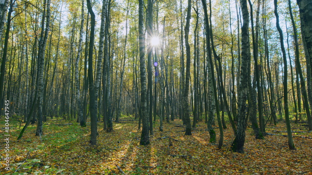 Landscape of autumn forest, flare from sunlight. Bright foliage in sunny autumn park. Timelapse.