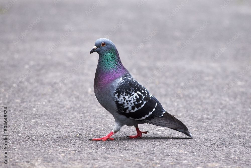 Portrait of a common pigeon, summer day, a pigeon walks along an asphalt path from right to left