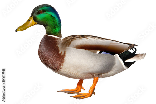 Isolated Mallard Duck with Clipping Path