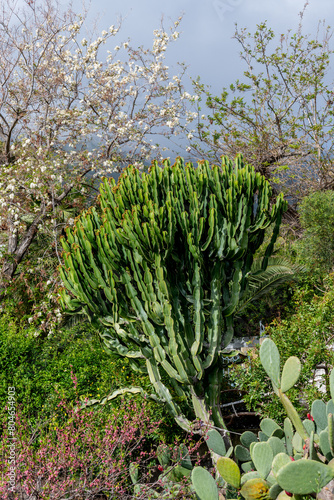 close-up details of the island of Stromboli photo