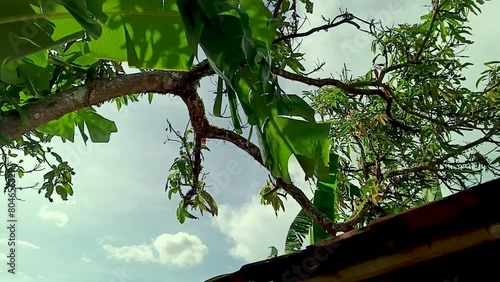 The view of the blue sky on a hot day, decorated with blowing green leaves.