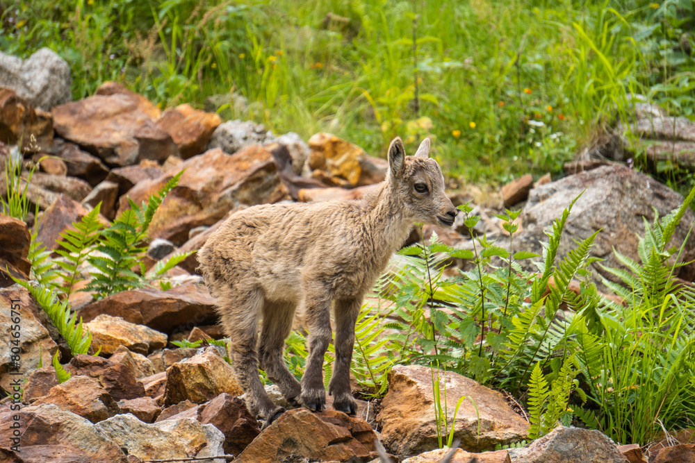 Baby ibex among the rocks, Maritime Alps Natural Park, ibexes graze the grass around a mountain lake near Entracque, Piedmont, Cuneo, Italy. Baby ibex among the rocks, Maritime Alps Natural Park, ibexes graze the grass around a mountain lake near Entracque, Piedmont, Cuneo, Italy.