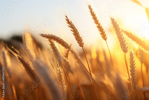 A field of wheat swaying gently in the breeze  glowing golden in the light of the setting sun  isolated on solid white background.