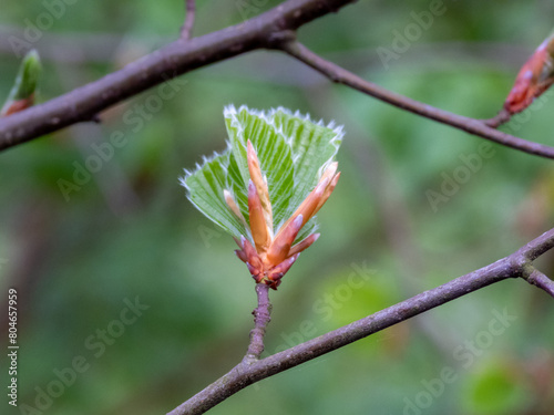 branch with leaf bud