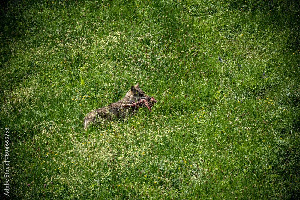 Italian wolf in the Maritime Alps Park, Wildlife center Uomini e lupi of Entracque, Maritime Alps Park, Piedmont, Cuneo, Italy Italian wolf in the Maritime Alps Park, Wildlife center Uomini e lupi of Entracque, Maritime Alps Park, Piedmont, Cuneo, Italy