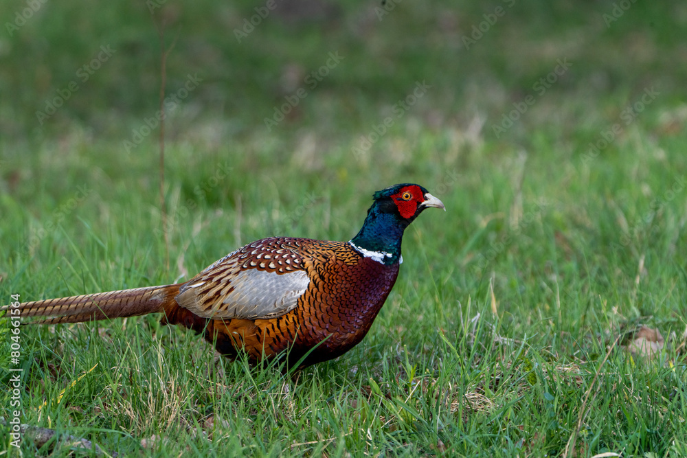 Fototapeta premium ptactwo, bażant
