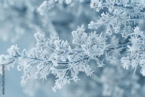 Closeup of delicate snow flakes covering a branch in nature, showcasing intricate ice crystals formed on the surface