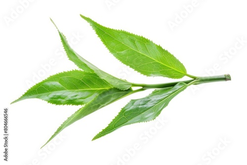 Green Bancha Tea Leaves Isolated on White Background. Healthy Tea with Antioxidant Properties