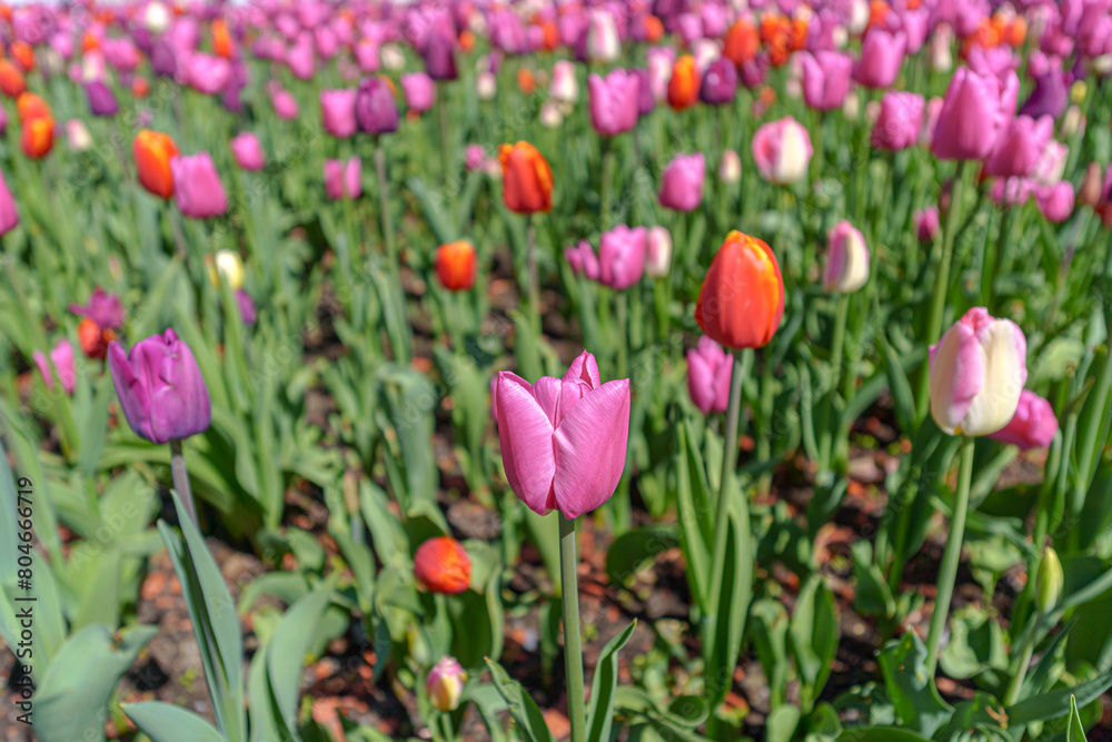 Pink blooming tulips in spring. Abstract natural background. Pink blooming tulips in spring. Abstract natural background.