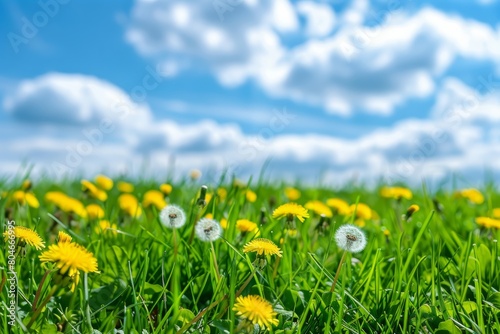 A wide-angle view of a field covered in vibrant yellow dandelions under a cloudy blue sky