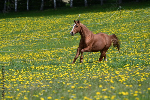 Laufende Pferde. Sch  ne Pferde auf der Blumenwiese