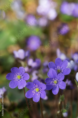 Hepatica nobilis flowers in the spring forest.