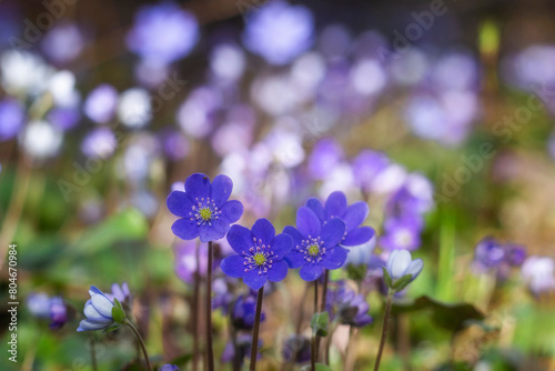 Hepatica nobilis flowers in the spring forest.