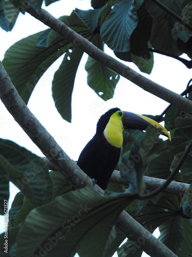 Toucan