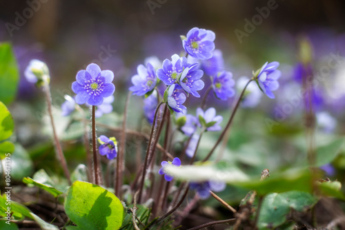 Hepatica nobilis flowers in the spring forest.