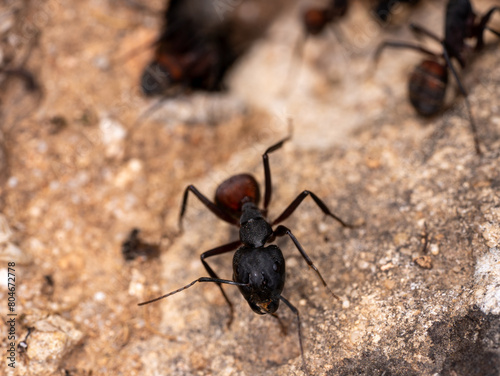 Macro of Ants in the anthill at work