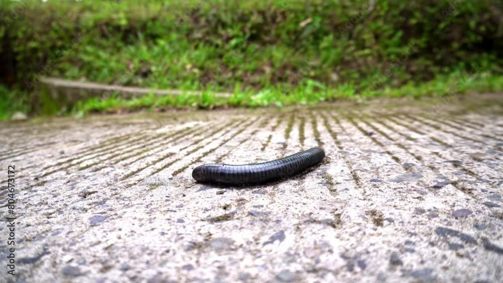 Black big centipede Myriapoda with hard shell crossing concrete road in tropical mountains of Asia