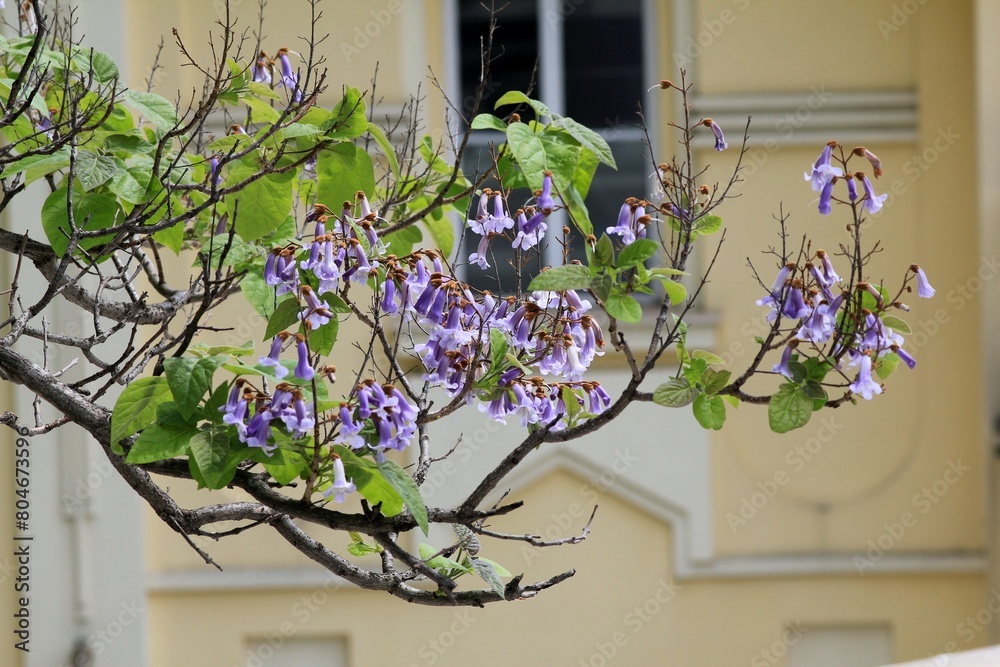 Paulownia tomentosa flowers on branches in spring on a blurred background
