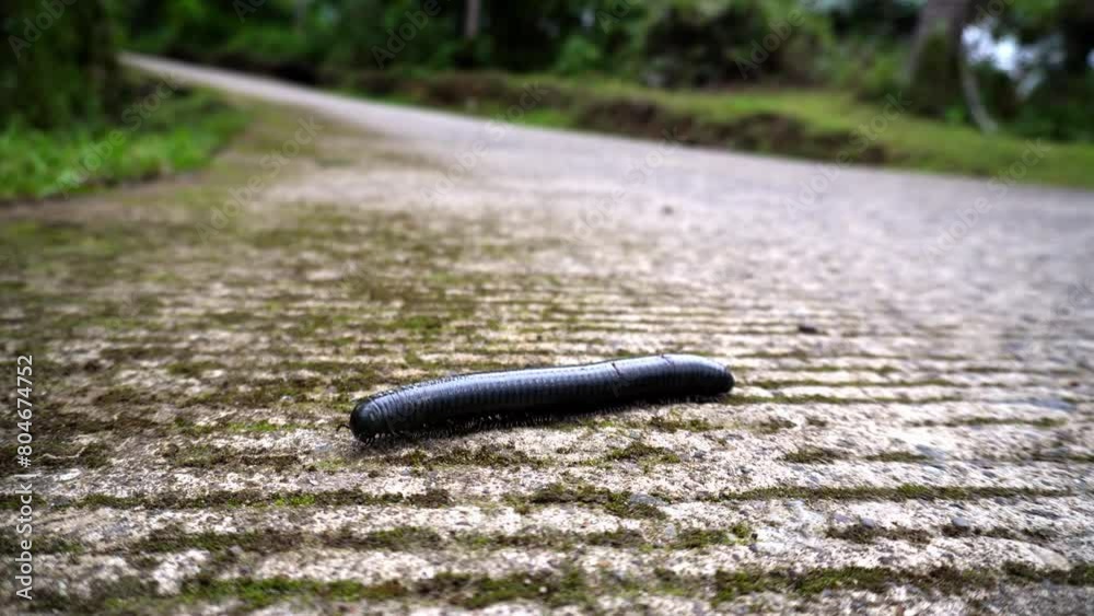 Black big centipede Myriapoda with hard shell crossing concrete road in tropical mountains of Asia