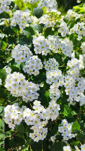 white flowers in the garden