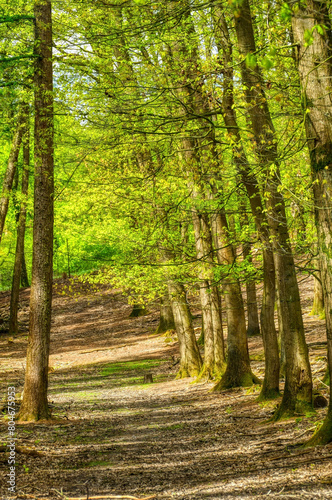 Waldweg und Bäume im Frühling