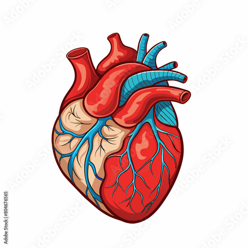 Human heart. The heart with the venous system. Anatomy. Flat vector