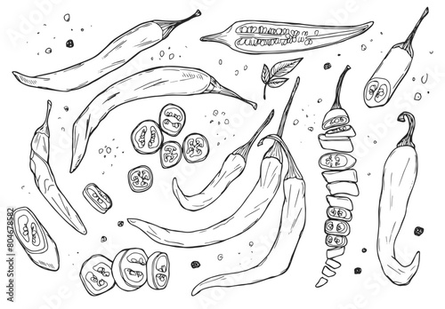 Set of hand drawn chili pepper. Vector illustration isolated on white
