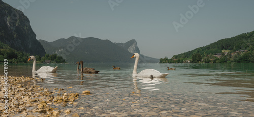 Swan family swimming in the Mondsee lake in Austria