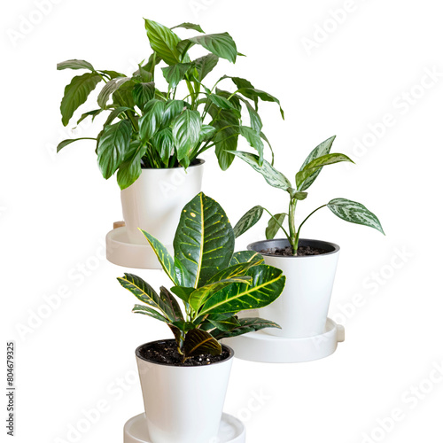 Three types of plants: Croton or Codiaeum, Spathiphyllum and Aglaonema in white flower pots isolated on transparent background generative ai photo