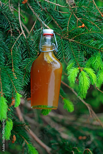 spruce tips syrup photo