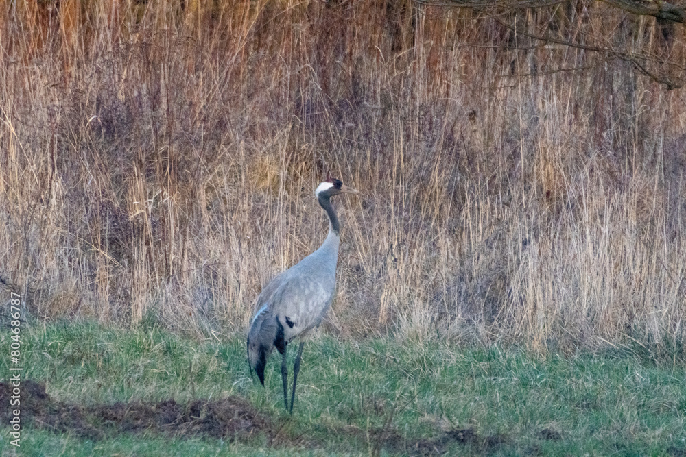 Obraz premium bird, żuraw