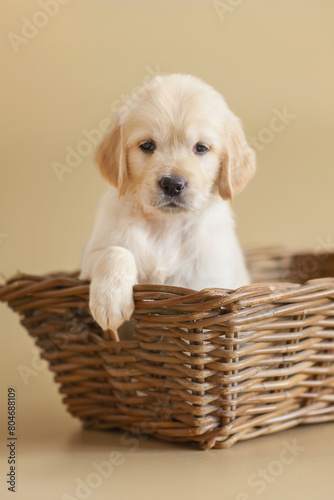 small newborn golden retriever puppy on a beige background in a flower basket