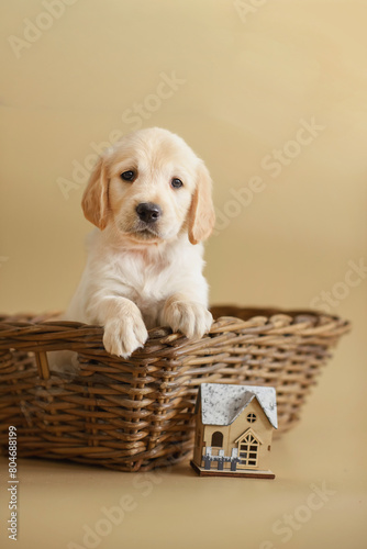 dog puppy golden retriever on a beige background in a wooden box