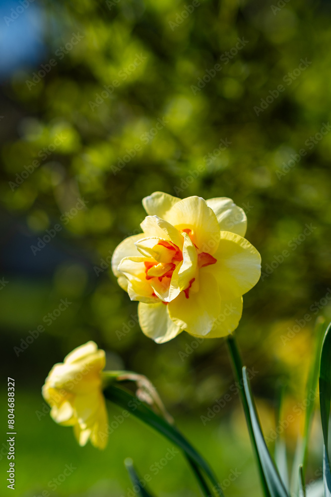 yellow daffodils in the garden yellow daffodils in the garden