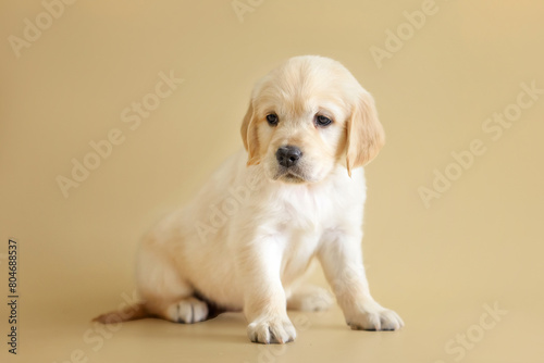 small newborn golden retriever puppy on a beige background