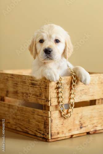 small newborn golden retriever puppy on a beige background in a wooden box